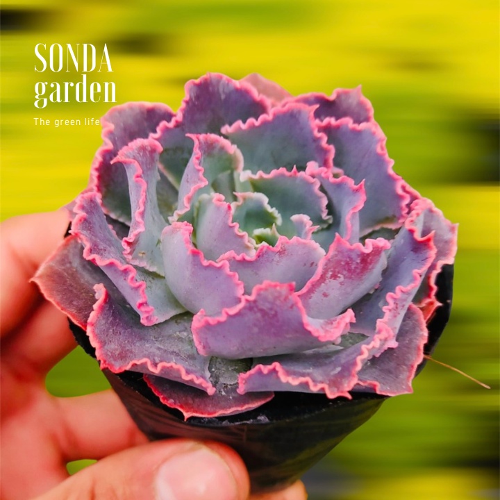 Sen đá bắp cải aurora purple SONDA GARDEN size bé 5-8cm, xuất xứ Đà Lạt, khoẻ đẹp, lỗi 1 đổi 1