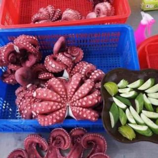 Râu bạch tuộc đỏ