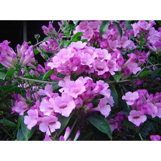 Cây hoa leo lan tỏi tím  cao 80-90cm, cây leo nhanh, lá hoa có mùi tỏi nhằm xua đuổi muỗi,rắn