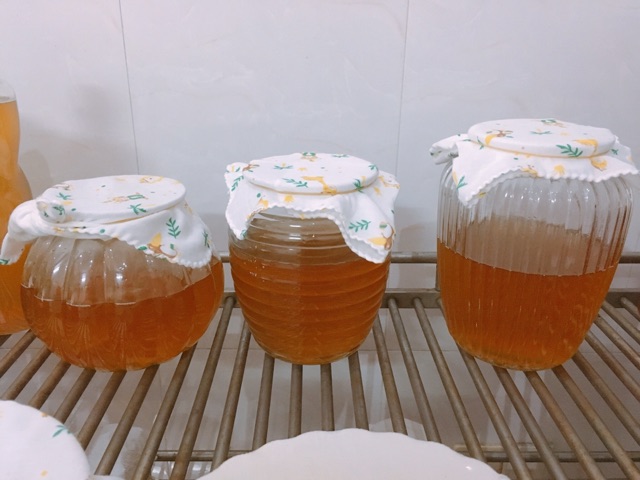 Khăn xô che miệng bình nuôi scoby trà kombucha