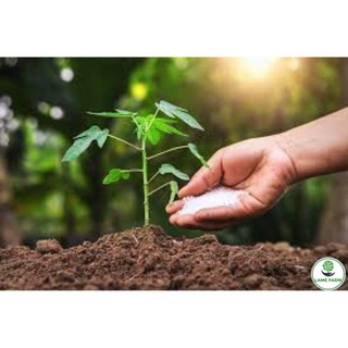 Phân đạm ure giúp cây phát triển tốt