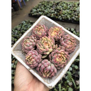 Sen đá Viền Hồng Var 4cm