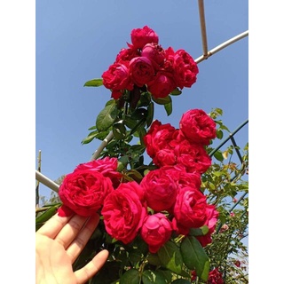 10 cây hoa hồng leo pháp đầy đủ màu hoa