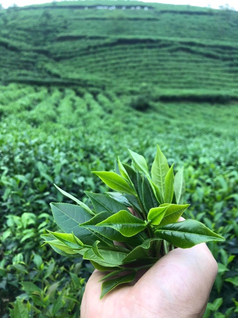 Chè khô Thái Nguyên - Tuyên Quang