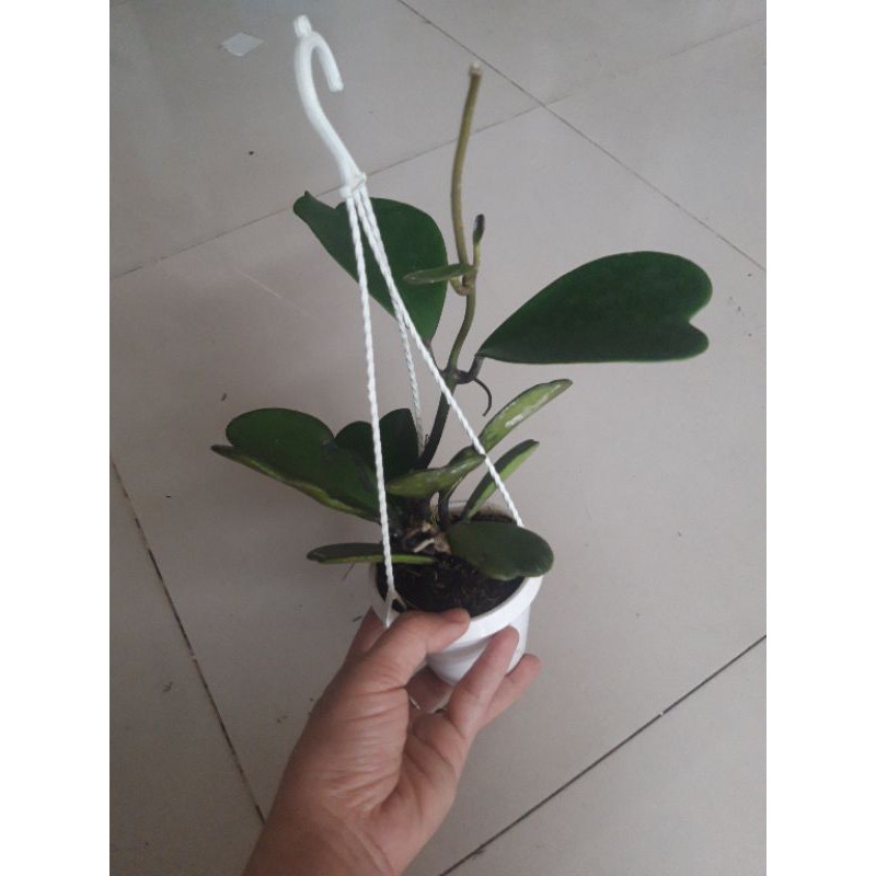 Cẩm cù lá  trái tim