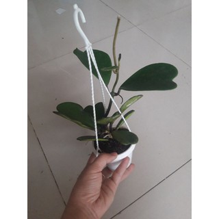 Cẩm cù lá  trái tim