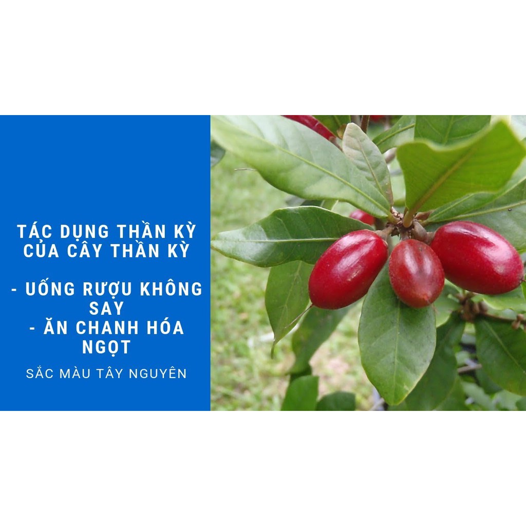 Cây thần kì cao 40-50 cm đang hoa .