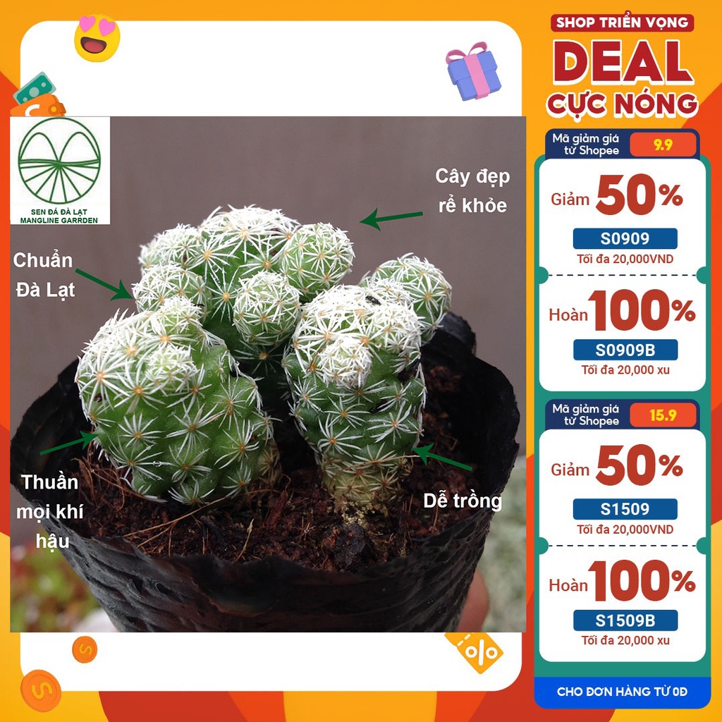 Bộ 5 cây Sen đá (xương rồng) Trứng chim Mangline Garden chuẩn xuất xứ Đà Lạt cây khỏe đẹp dễ trồng thuần mọi khí hậu