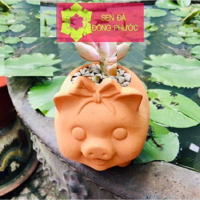 Chậu đất nung hình heo buộc nơ -  trồng sen đá xương rồng, cây văn phòng- Sen Đá Đông Phước