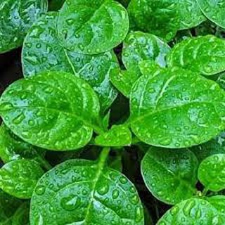 20gram HẠT GIỐNG RAU MỒNG TƠI