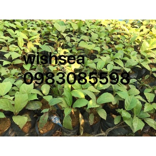 cây vả mật