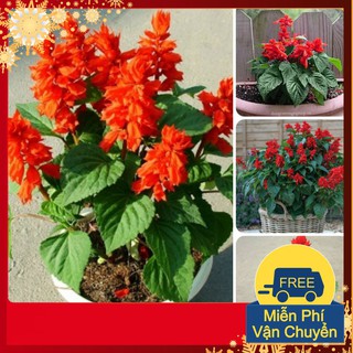 Hạt Giống Hoa Xác Pháo Đỏ
