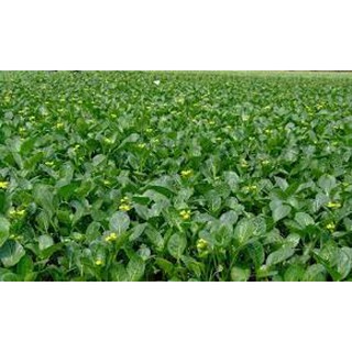 Hạt giống Cải ngồng 20gr❤️FREESHIP XTRA❤️