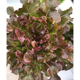 Hạt xà lách sồi đỏ Oakleaf - gói 2 gram