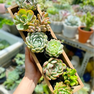 Chậu đất nung Envie ốp tường mới lạ (17*10*25cm)