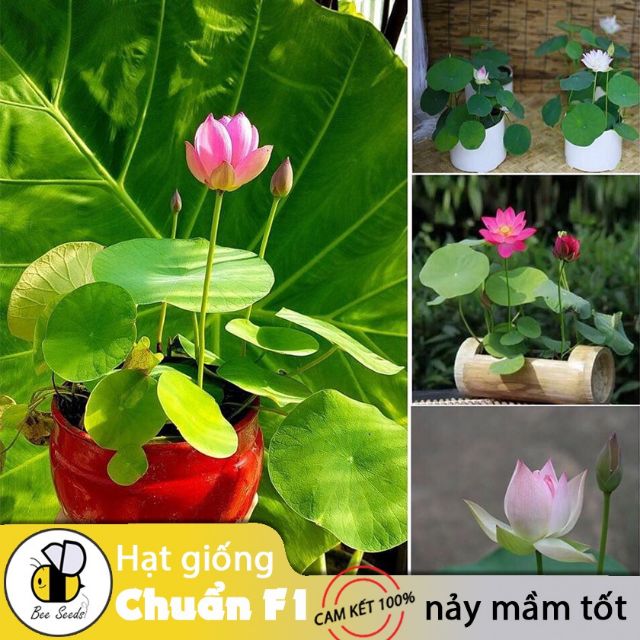 Hạt Giống Hoa Sen Mini Nhật - Màu Ngẫu Nhiên Chịu Nhiệt, Chịu Hạn Tốt