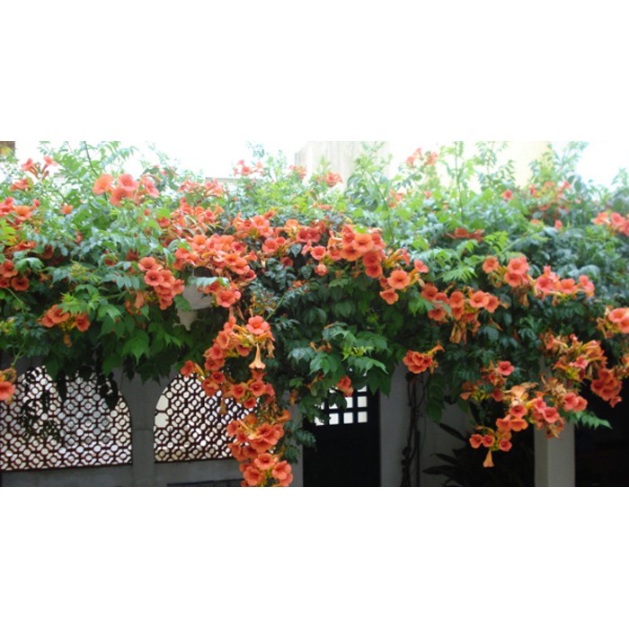 Cây hoa đăng tiêu - Cây cảnh sân vườn - caykiengsadec