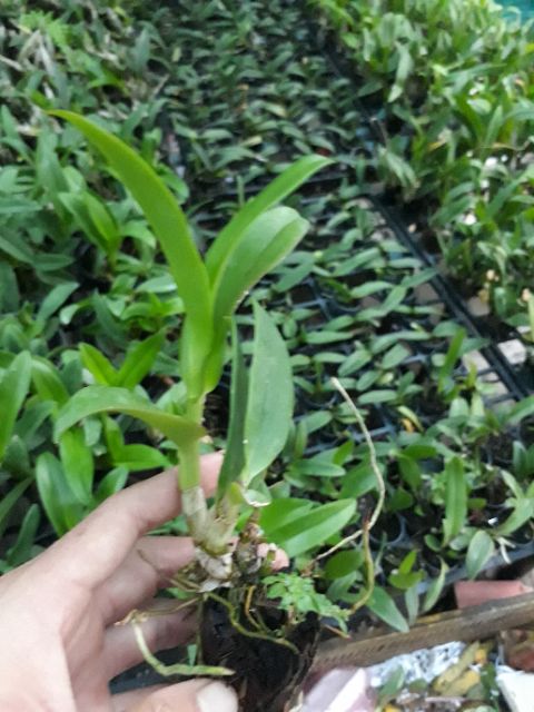 Denro nắng hoán long