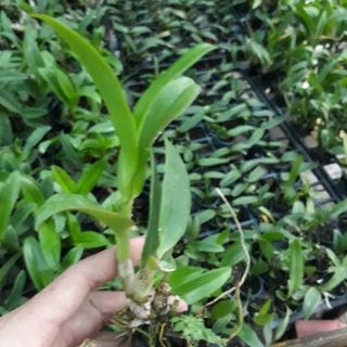 Denro nắng hoán long