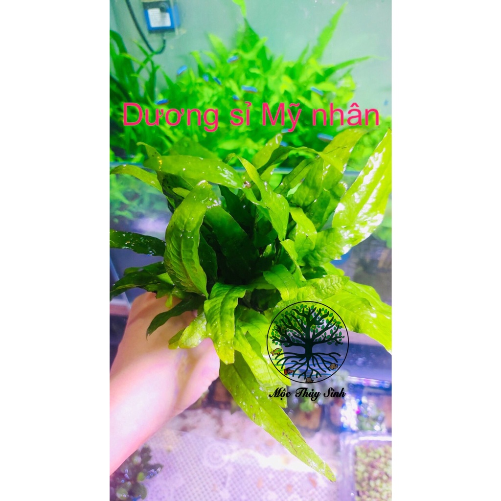 Dương xỉ mỹ nhân - Cây dương xỉ mỹ nhân trang trí bể thủy sinh lá nước trang trí bể cá cảnh