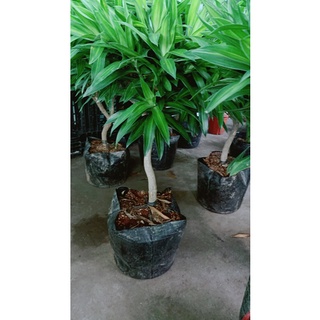 Cây Trúc Bách Hợp Lớn