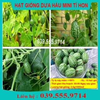 HẠT GIỐNG DƯA HẤU TÍ HON GÓI 20 HẠT - DƯA TRỒNG CHẬU, NẢY MẦM TỐT