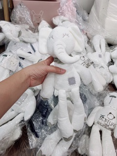 Voi con trắng
