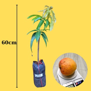 Combo 2 cây Xoài Úc chuẩn giống