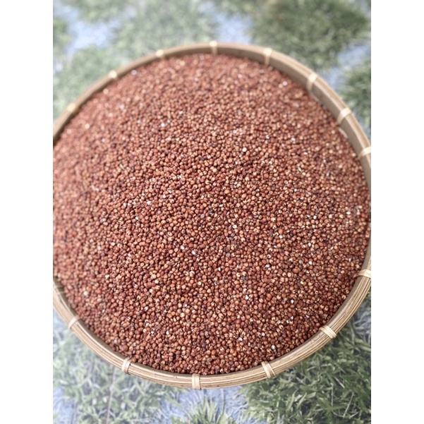 Bo bo đỏ- Thức ăn cho thú cưng