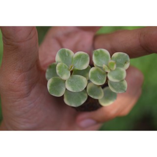 sen đá đô la trắng mini 2-4cm