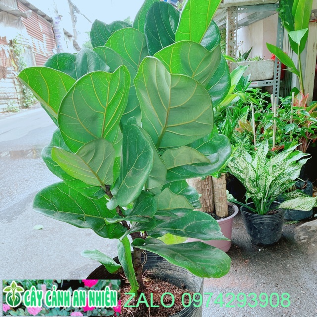 Cây Bàng Singapore Cao 80cm