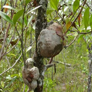 Bí kỳ nam - Tổ kiến