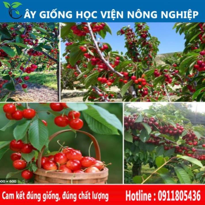 Sản phẩm Cây Ăn Trái cây cherry sai quả ngọt ngon, đẹp