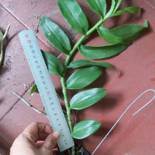 Phi điệp den mento