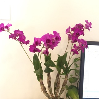 Lan denzo mini cây đang thắt ngọn