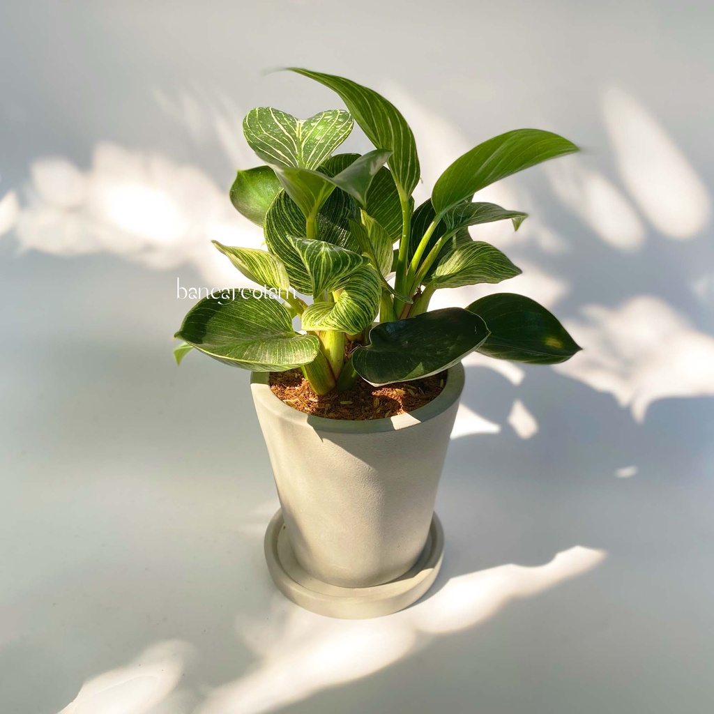 Cây trầu bà đế vương kim cương | Philodendron Birkin lá sọc sang chảnh