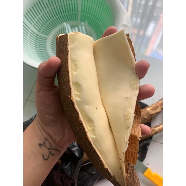 1kg Khoai mì ruột vàng giống thái