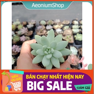 Sen Đá Chuỗi Ngọc Trắng Size Mini 🌵 Xuất Xứ Đà Lạt, Lỗi 1 Đổi 1 💪 💪