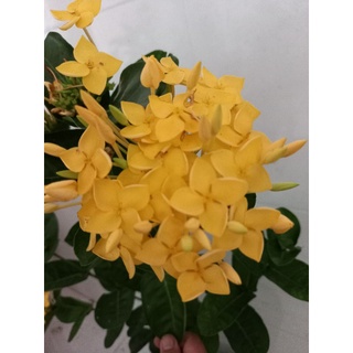 mẫu đơn pháp vàng 1 cốt