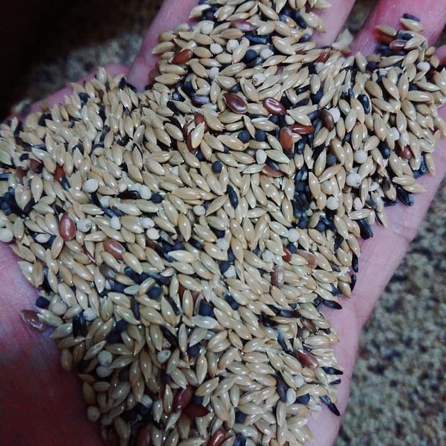 Hạt trộn Ý dành cho Yến hót gói chiết lẻ 1kg