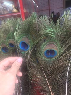 100 lông công phong thuỷ dài 80cm - 90 cm