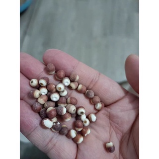 250g hạt khiếm thực Hàng công ty (hạt nguyên không bễ)