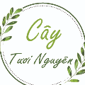 CÂY TƯƠI NGUYÊN