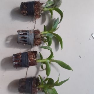 Lan denro mini yaya giống