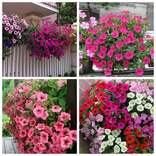 Hạt Giống Hoa Dạ Yến Thảo cánh đơn nhiều màu - 100 hạt -HGT