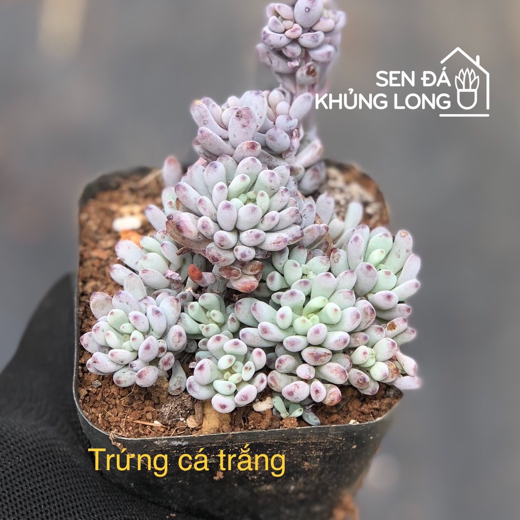 Sen đá Trứng Cá Trắng - graptopetalum pachyphyllum