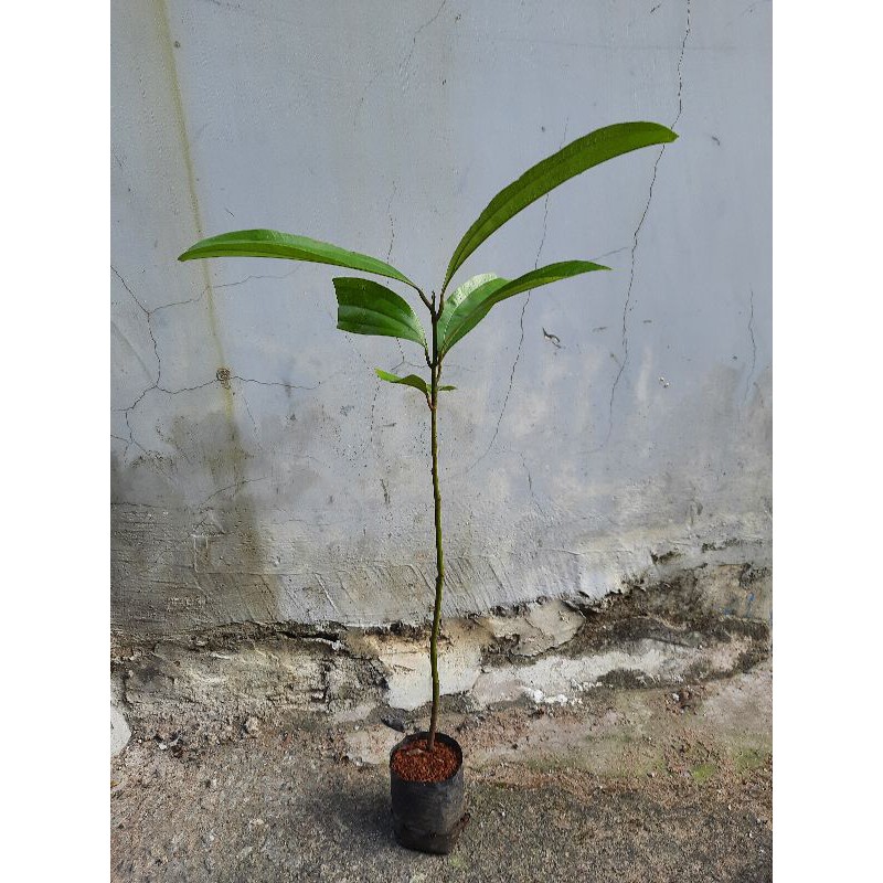 Cây quế - cây giống cao khoảng 40cm