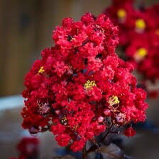 [Cây giống hoa] Tường vy đỏ huyết long