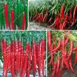 Hạt giống Ớt đậ đũa-30 hạt