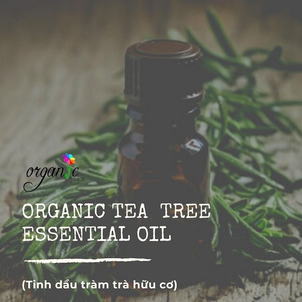 TINH DẦU TRÀM TRÀ HỮU CƠ